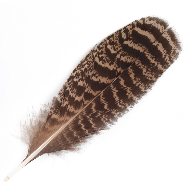 FFGene Medium Peacock Mottled Wing Quills