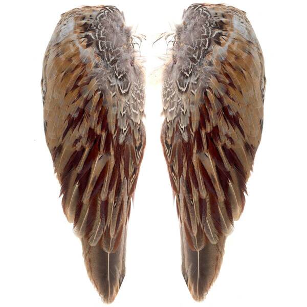 FFGene Pheasant Cock Wings