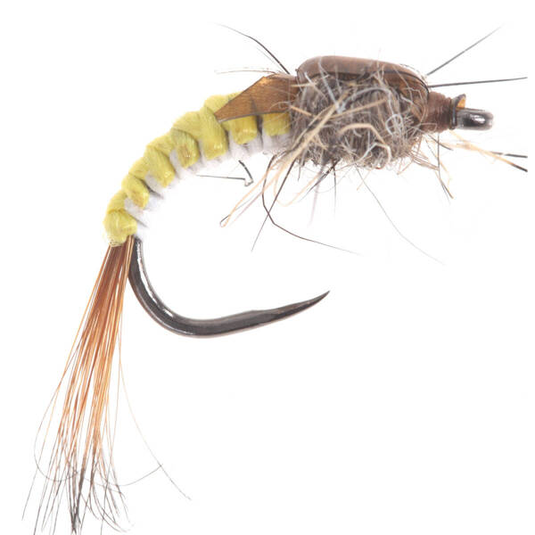 Polish Wowen Hydropsyche Larva Yellow/Brown