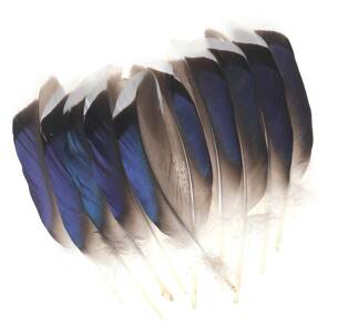 FFGene Mallard Duck Wing Quills Blue White Tip (Butcher Blues)