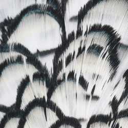 Hareline Lady Amherst Head