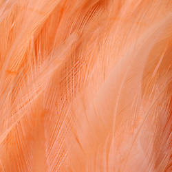 FFGene Strung Saddles Hackle