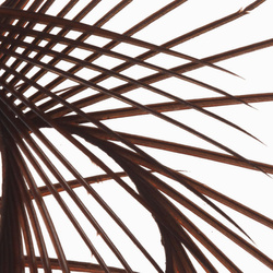 Hareline Stripped Goose Biots