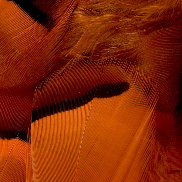 FFGene raudonkojės kurapkos plunksnos