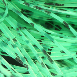 Hareline Buggy Nymph Legs