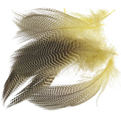Wapsi tvärrandiga flankfjädrar från kricka