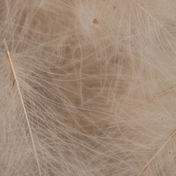 FFGene CDC Oxyd Jambo Pack - 1 gr