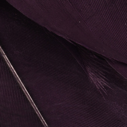 Wapsi Goose Shoulders