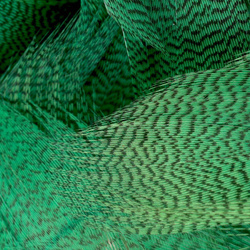 FFGene Mallard Flank