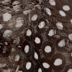 FFGene Guinea fowl feathers