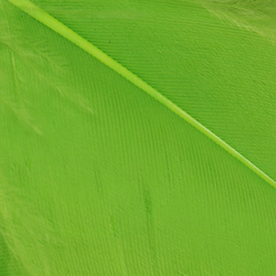 Wapsi Goose Shoulders