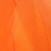 Hot Orange