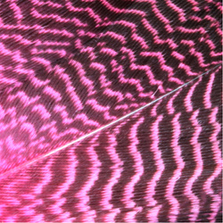 Wapsi Gadwall Barred Flank