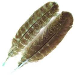 FFGene kalkoenvleugelveren Ozark