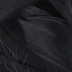 Hareline Intruder Feather Prop Hackle