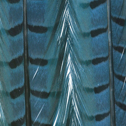 FFGene Pheasant Center Tail