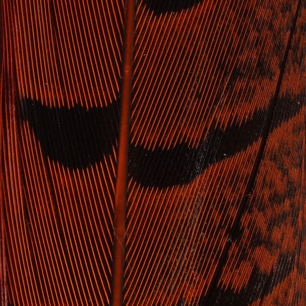 Hareline Ringneck Pheas. Tail Feathers