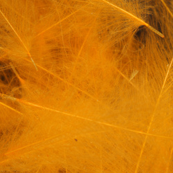 Wapsi CDC. Cul-De-Canard