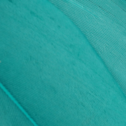 Wapsi Goose Shoulders