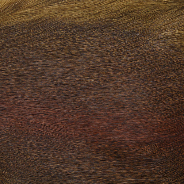 Wapsi Whole Pine Squirrel Skin