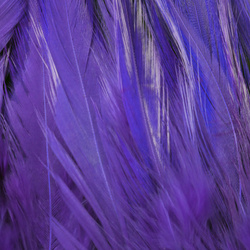 FFGene Strung Saddles Hackle