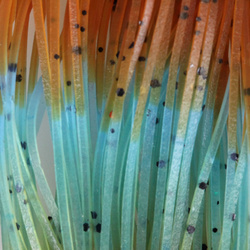 Hareline Fly Enhancer Legs