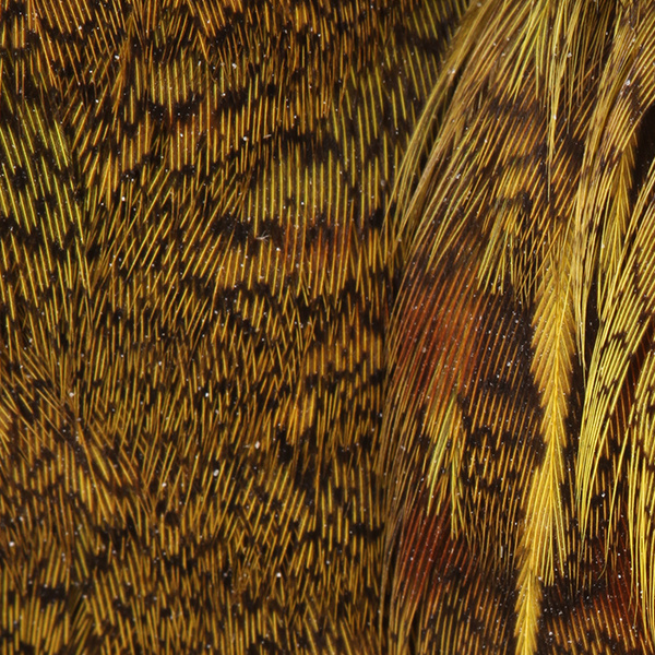 Wapsi huid van Hongaarse patrijs