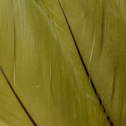 FFGene Goose Shoulders