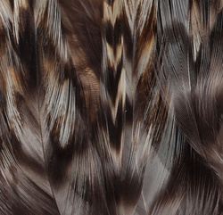 FFGene Cock Neck Hackles