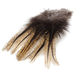 Φτερό Coq de Leon