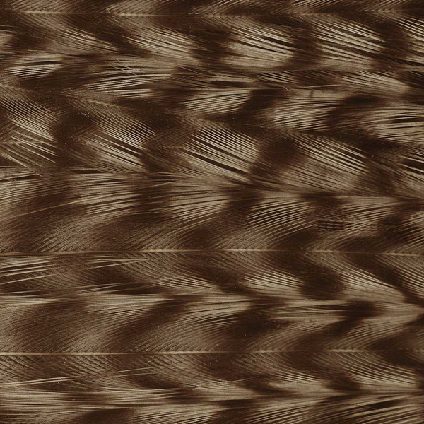 Farbená stredná časť kohútieho krku Ewing