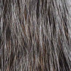 Srsť z chvosta veverice sivej Hareline