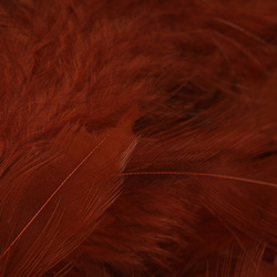 Wapsi Pene pentru soft hackle Matuka White