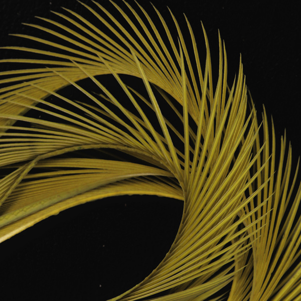 Wapsi gåsbiots