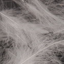 Wapsi CDC. Cul-De-Canard