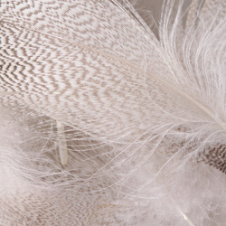 Hareline Mallard Flank