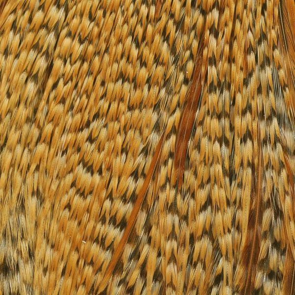 Kuke kaelanahk Metz #2