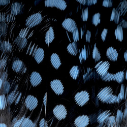 Hareline uppbundna fjädrar från pärlhöna
