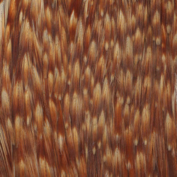 Wapsi Dry Fly Rooster Necks