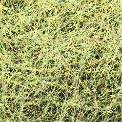 Sybai Web Flash Foil