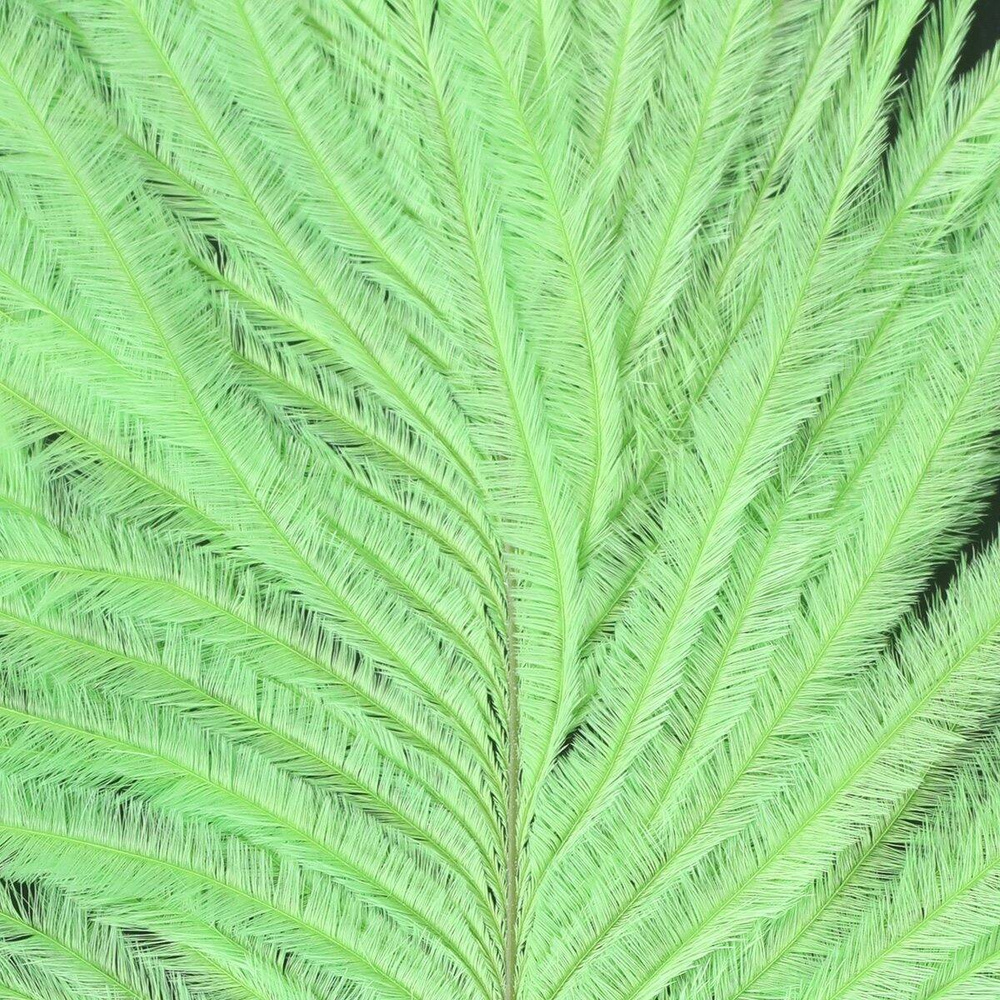 Chartreuse