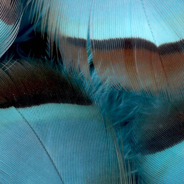 FFGene French Partridge