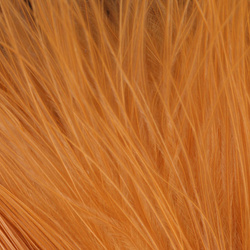 FFGene Wooly Bugger Penas de marabu (Blood Quill) (7-10 cm)