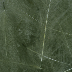 FFGene CDC Feathers color 1 gr