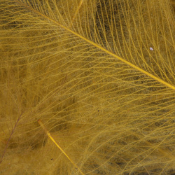 FFGene CDC Goose Jambo Pack - 1 gr