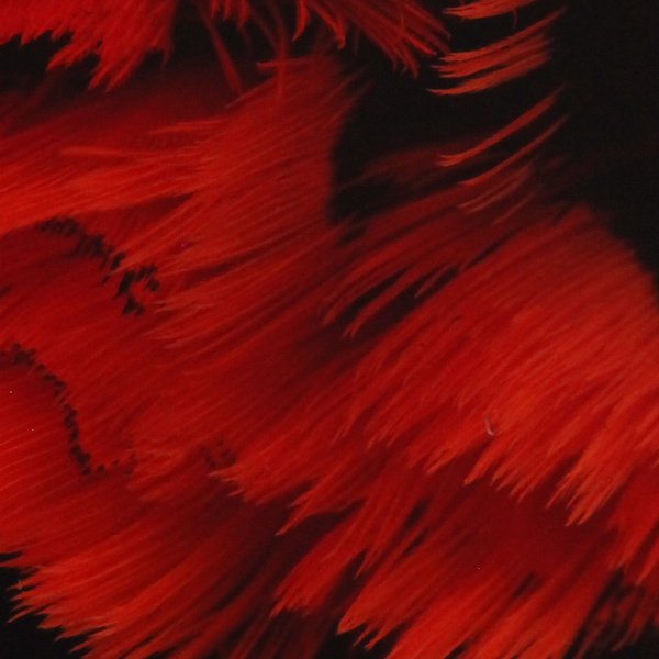 Hareline Ringneck Neck Patch