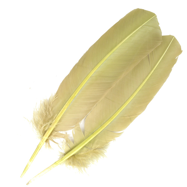 FFGene Turkey Wing Quill