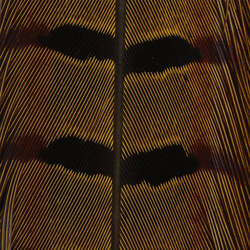 Hareline Ringneck Pheas. Tail Feathers