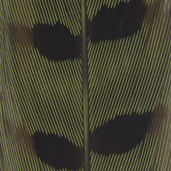 Spirit River UV2 Ringneck Pheasant Tail