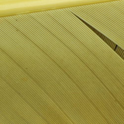 Hareline Turkey Biot Quills